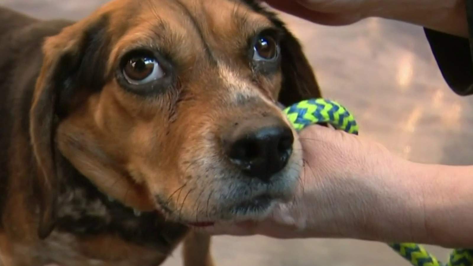 Beagle rescued from pond in Oakland County