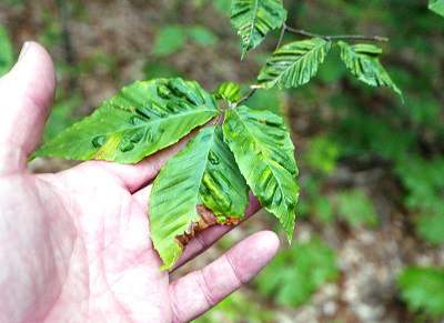 Michigan adds Beech leaf disease to invasive species list